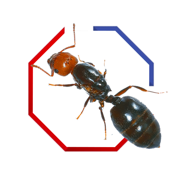 ant-transp