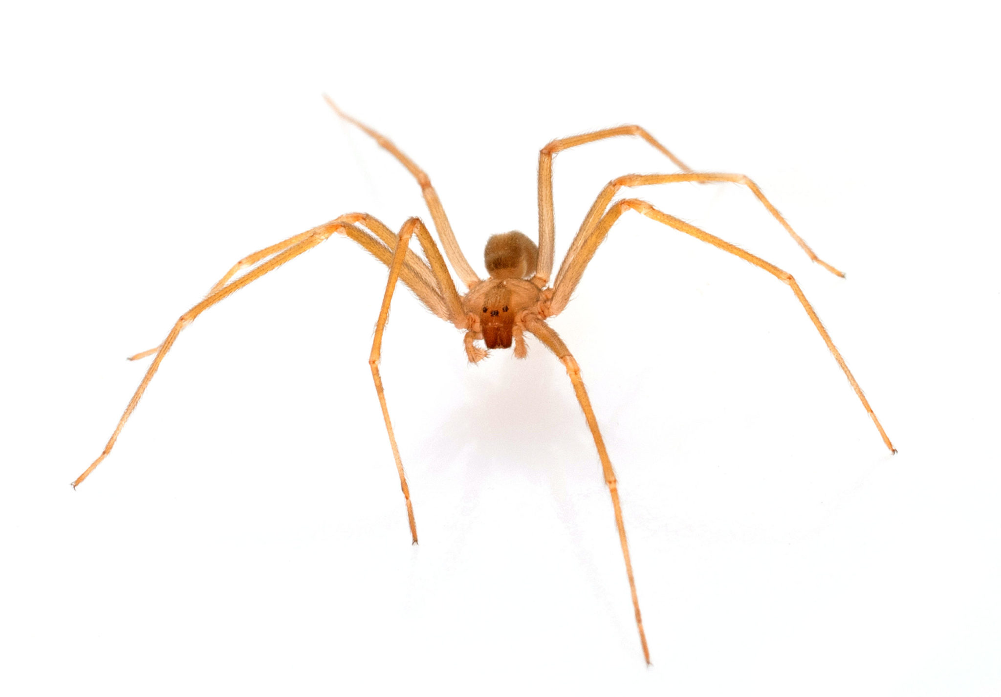 Brown recluse spider in front of white background