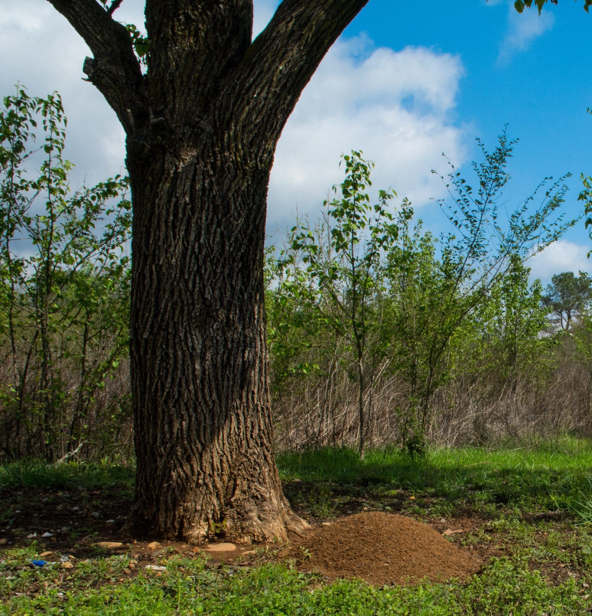 A large Fire Ant mound at the base of a tree at Pigeon Mountain Georgia.